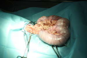 Piómetra-endometritis.