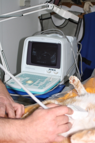 exame laboratorial veterinario blog